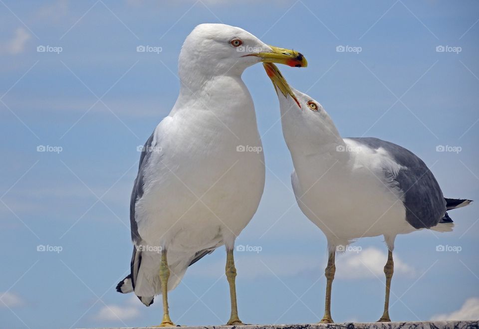 Front view of seagulls