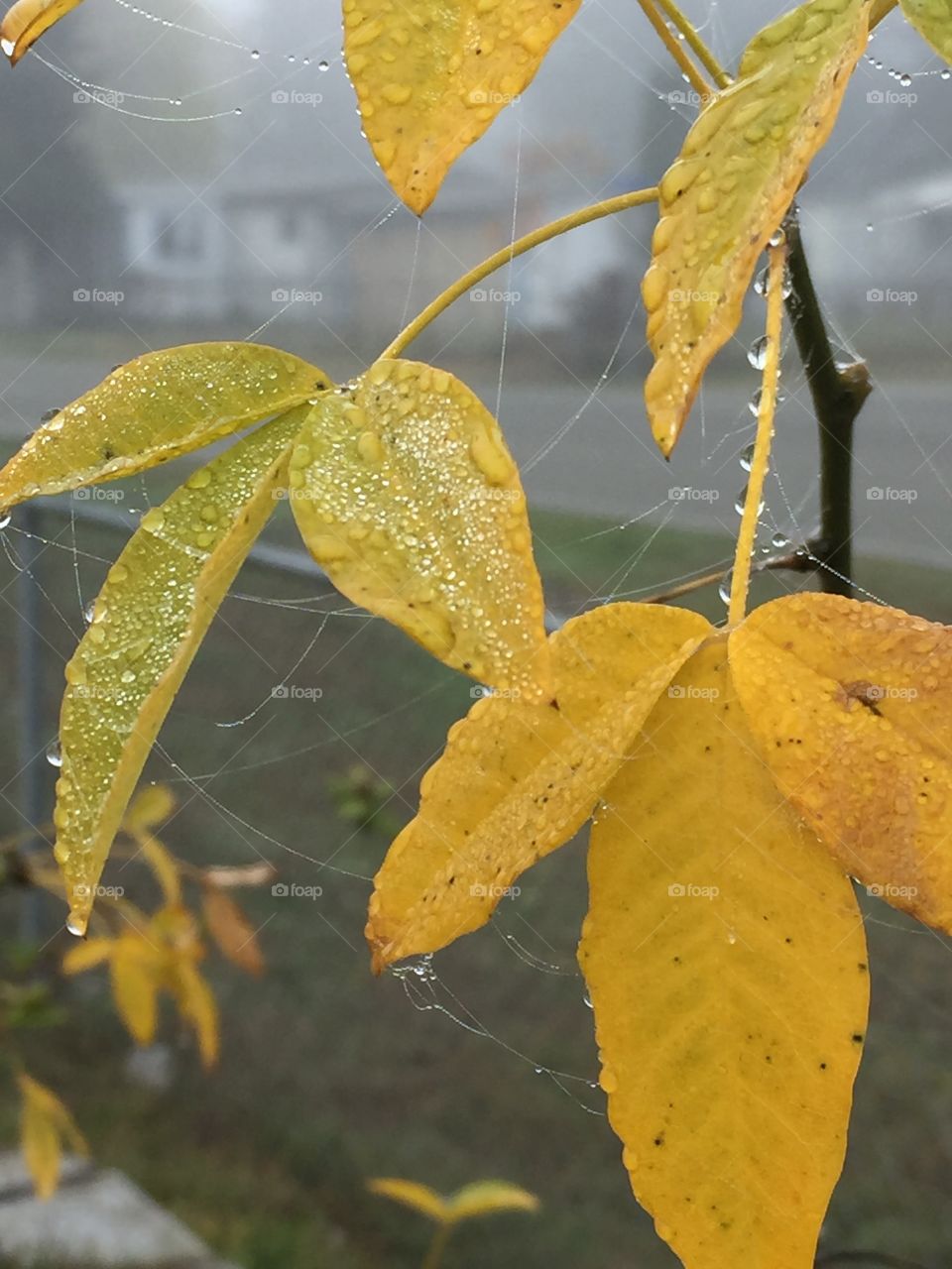 Spider webs and dew drops