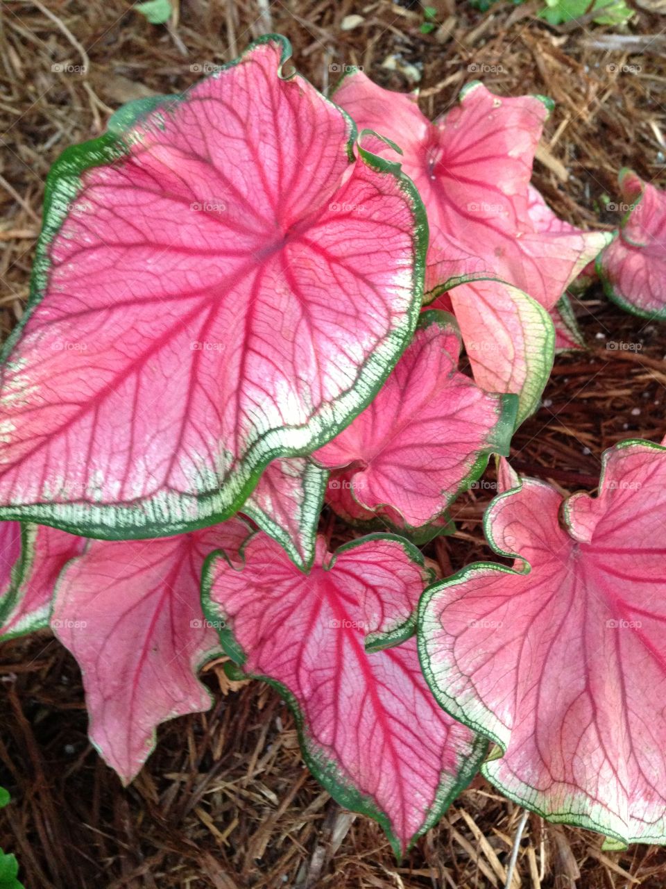 Pink leaves