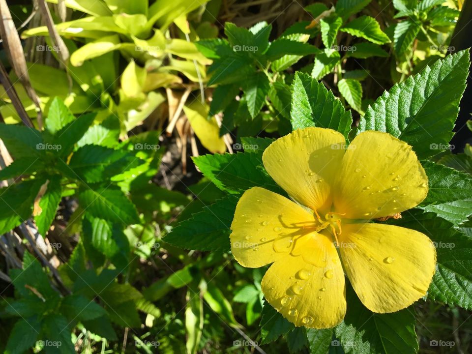 Morning dew on yellow petals