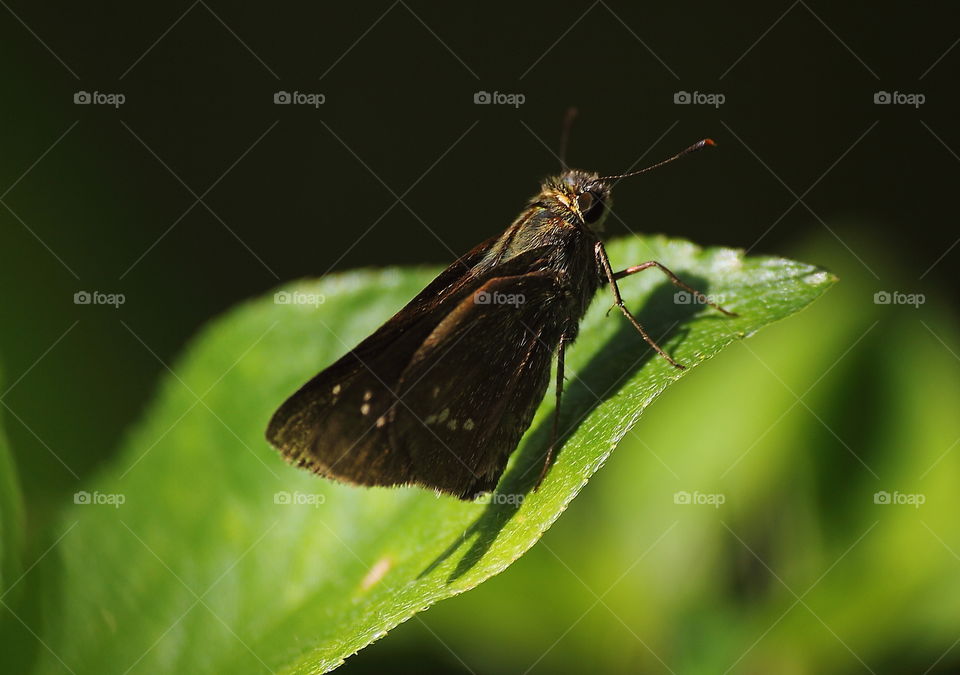 Formosa swift. Borbo cinarra's perched on at the leaf outside. Old brown dark for solitery aside of river to the next road of agricultural. Sometimes shown to the leaf of paddy. As well known of member Leipdotera as common insect when the wet season.