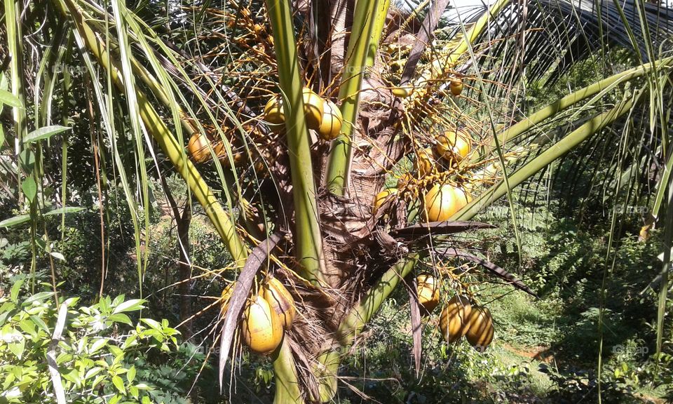 coconut tree