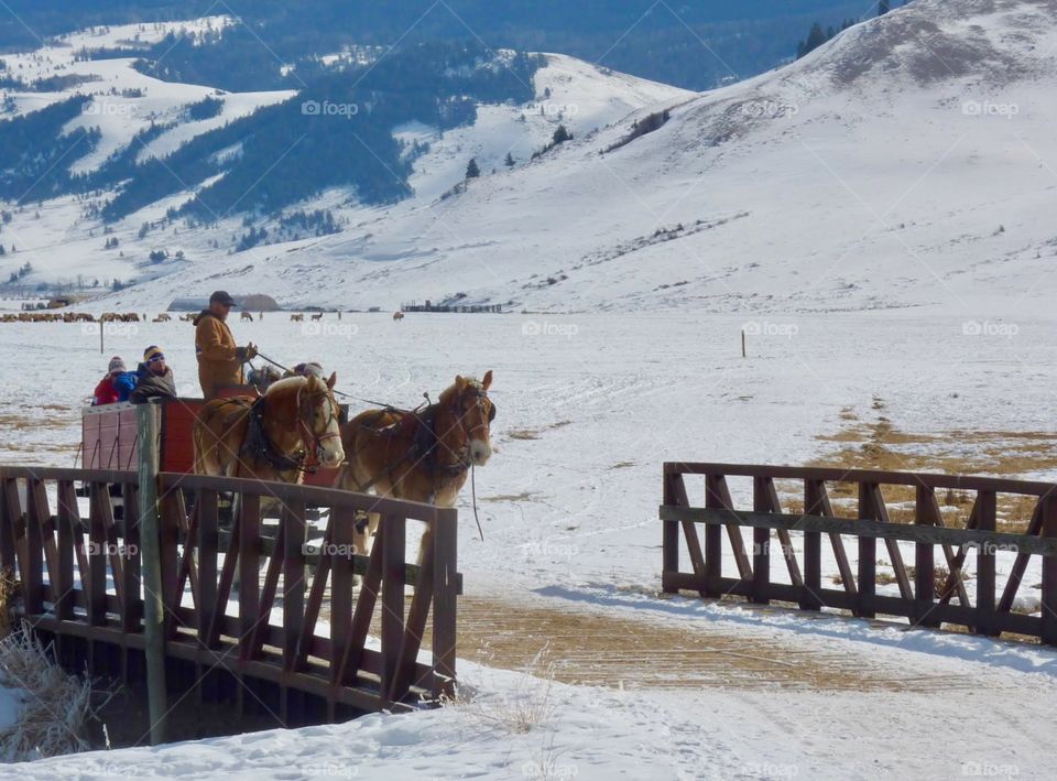 Heading Back From Tour at Elk Refuge
