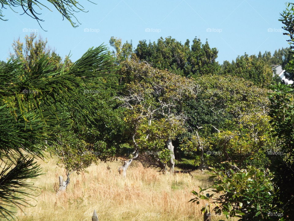 Big Island of Hawaii