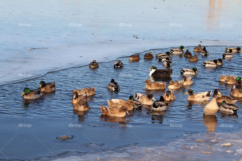 Duck, Water, Bird, Goose, Wildlife