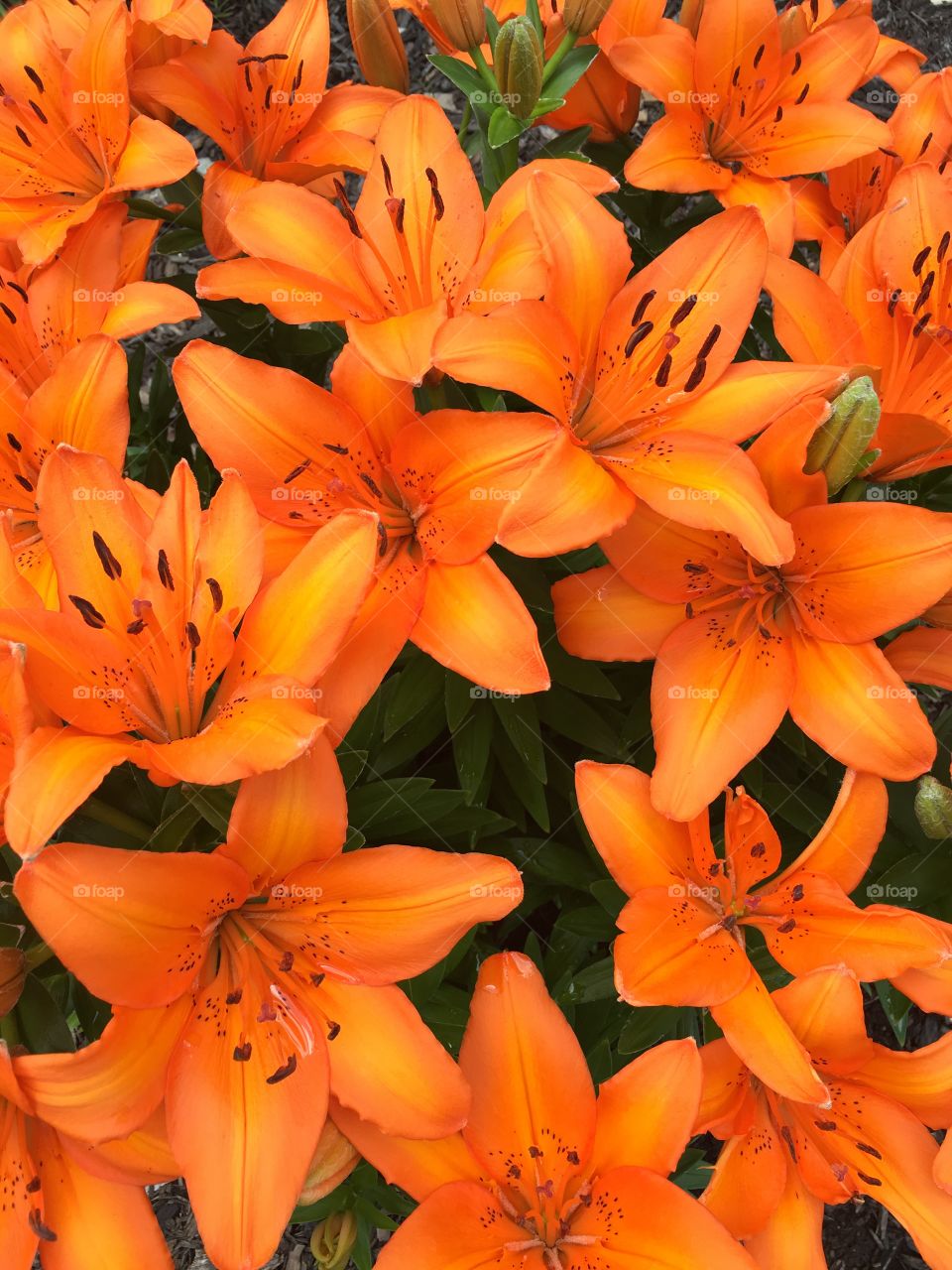 Overhead view of a orange flower