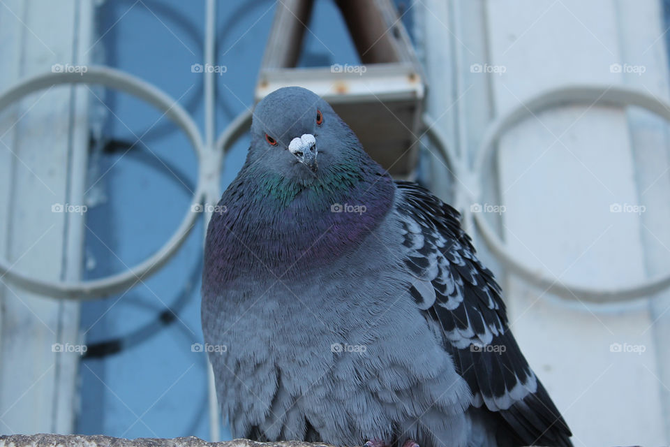 Fat pigeon