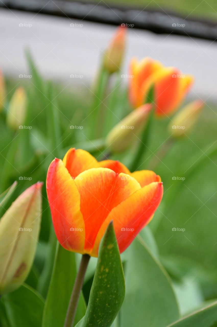 Orange tulips brighten the front yard. 