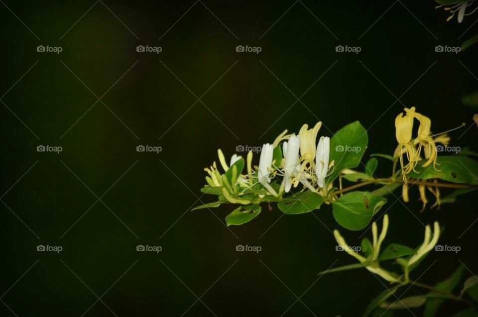 Honeysuckle 