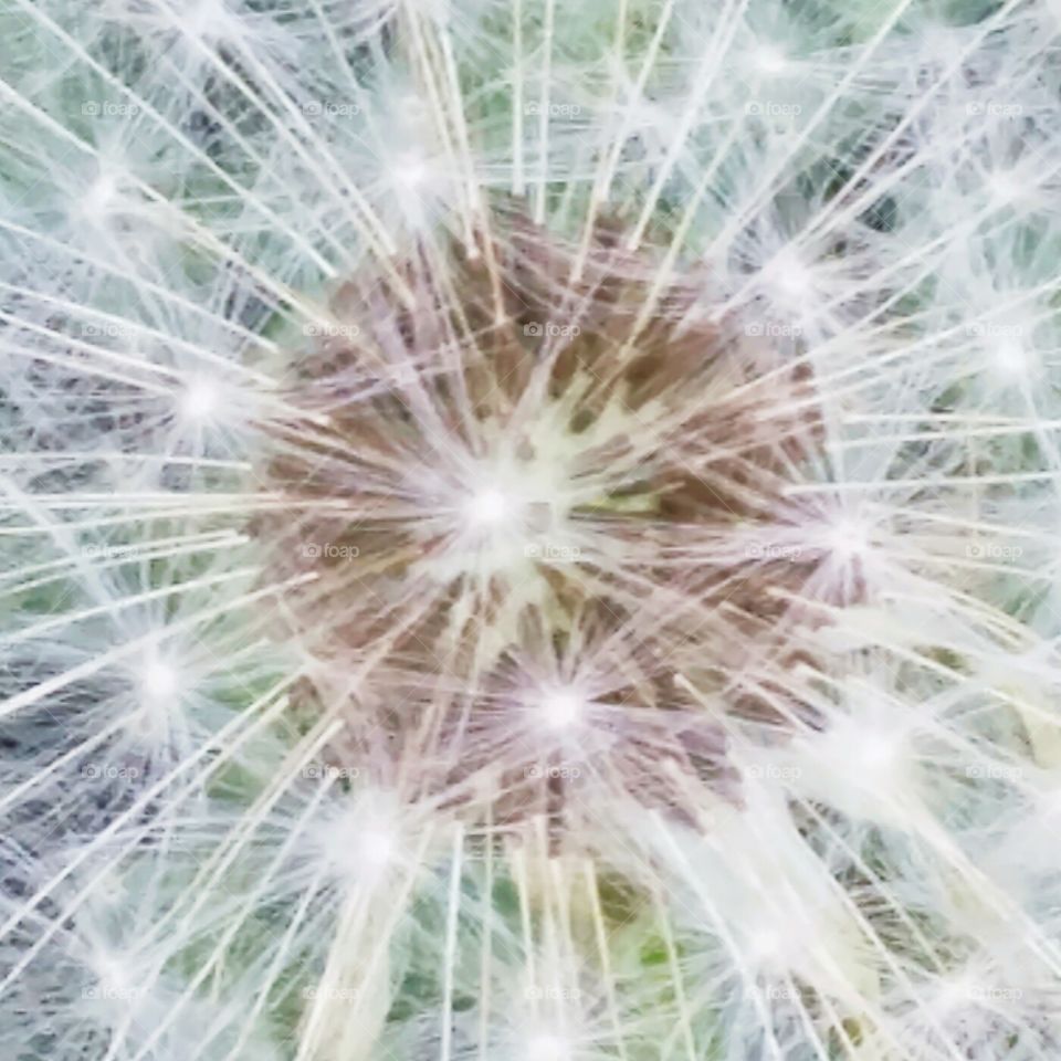 Dandelion, Seed, Summer, Softness, Bright