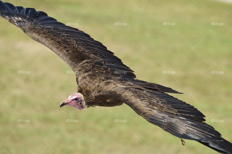 Vulture