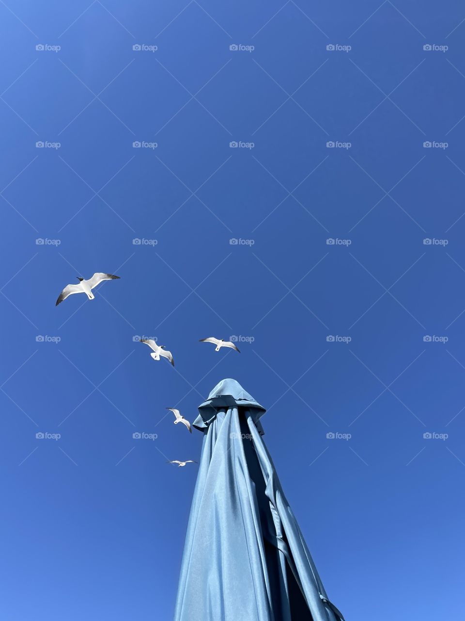 Birds flying overhead 