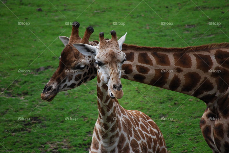 2 giraffes in a zoo