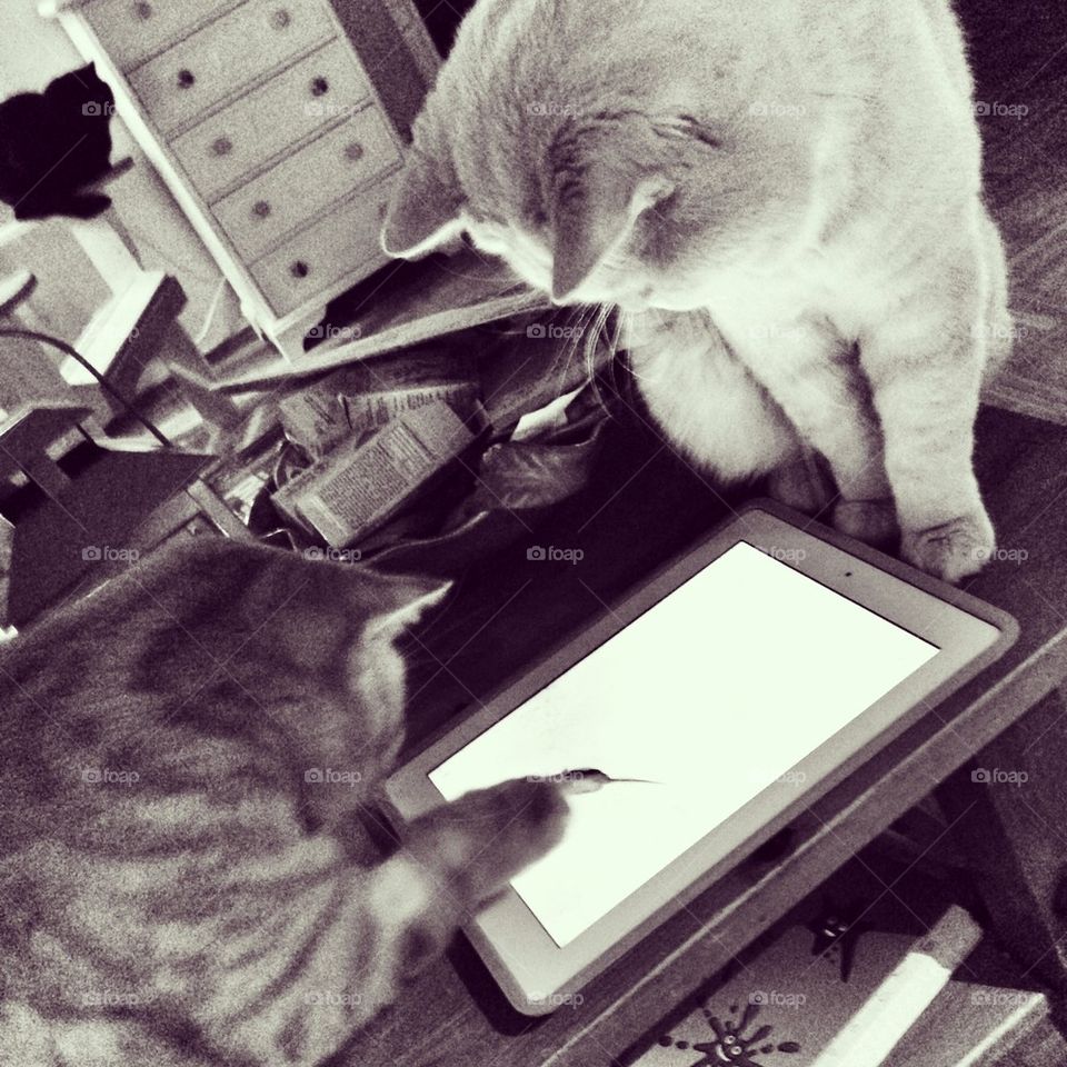 cats playing on ipad