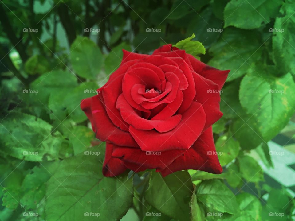 Bright red rose in bloom