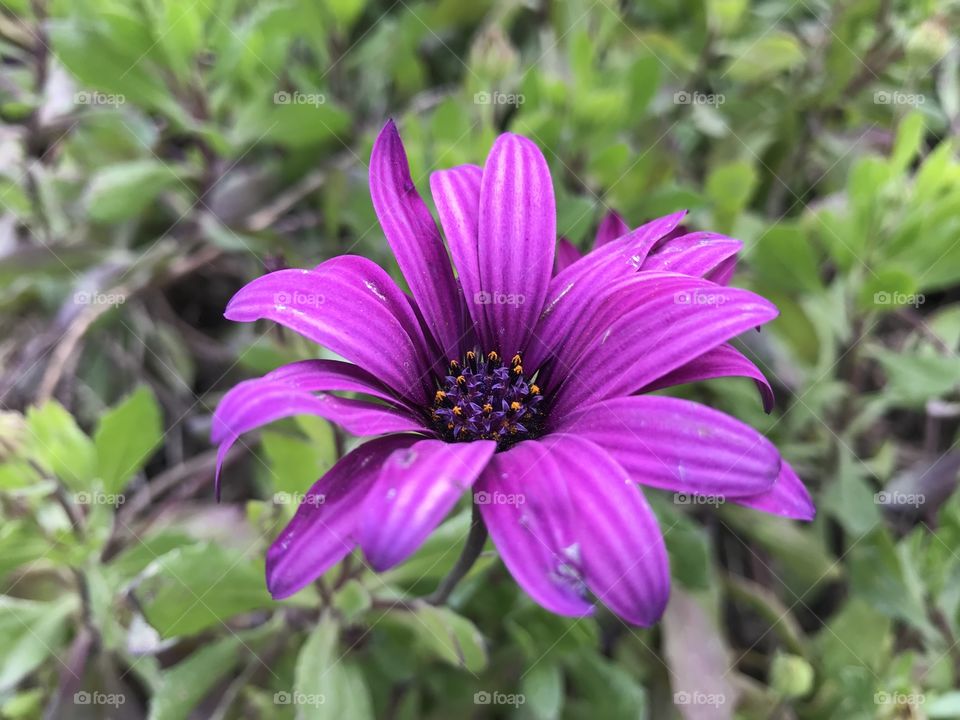 flowers - camera iphon 7