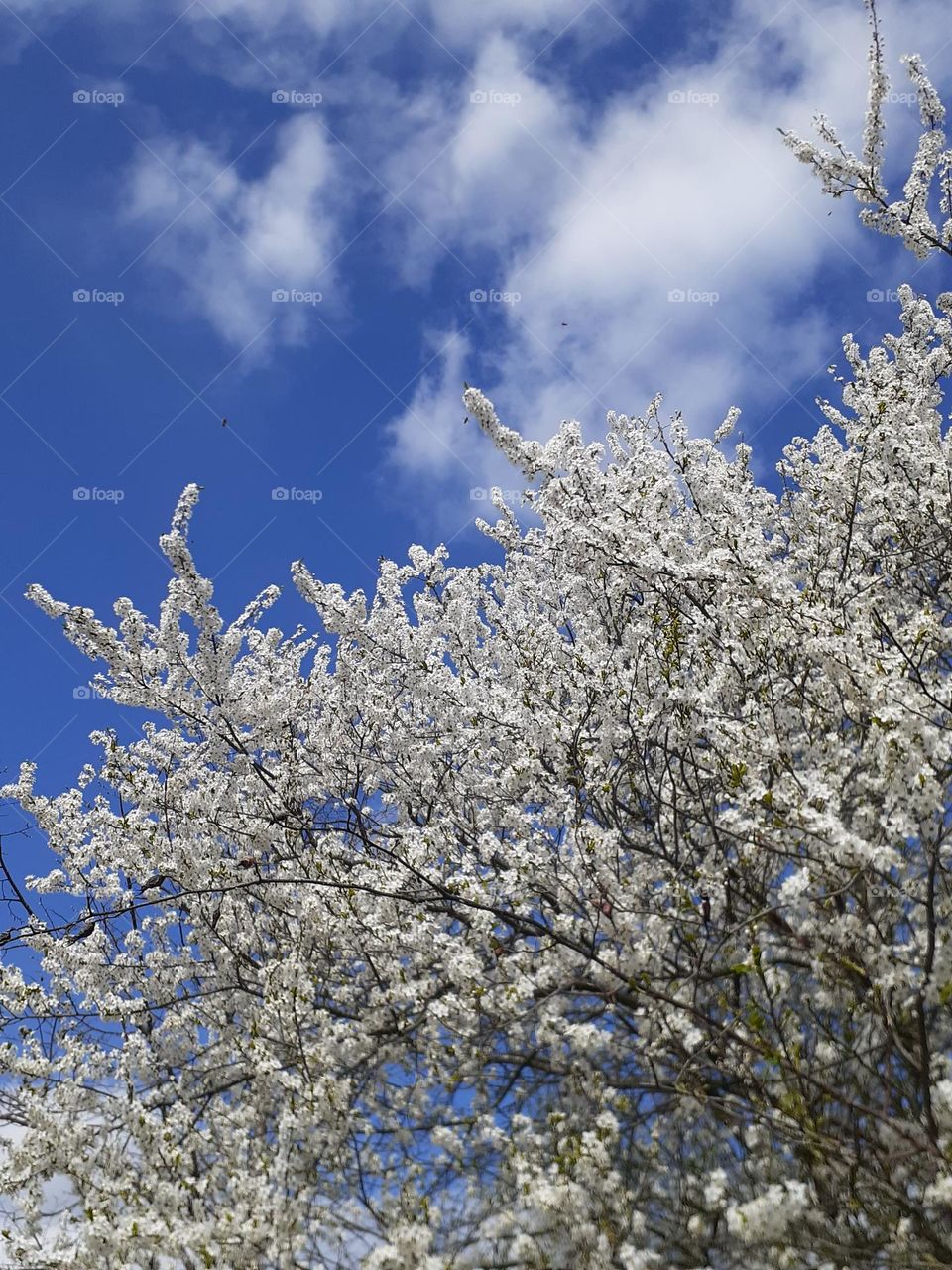 a flower, a spring tree, namely a cherry, against the background of a clear blue spring sky