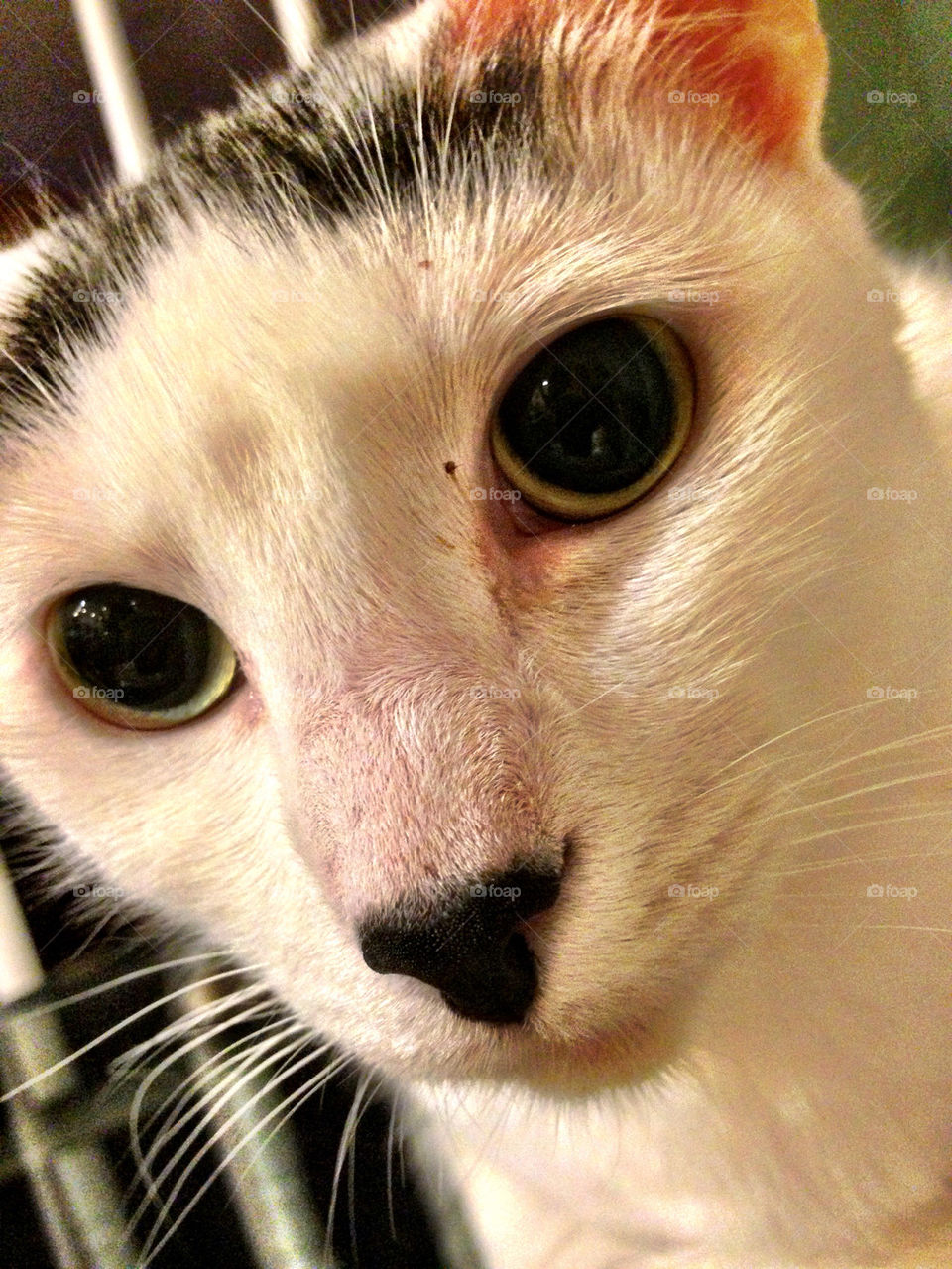 White cat with black nose