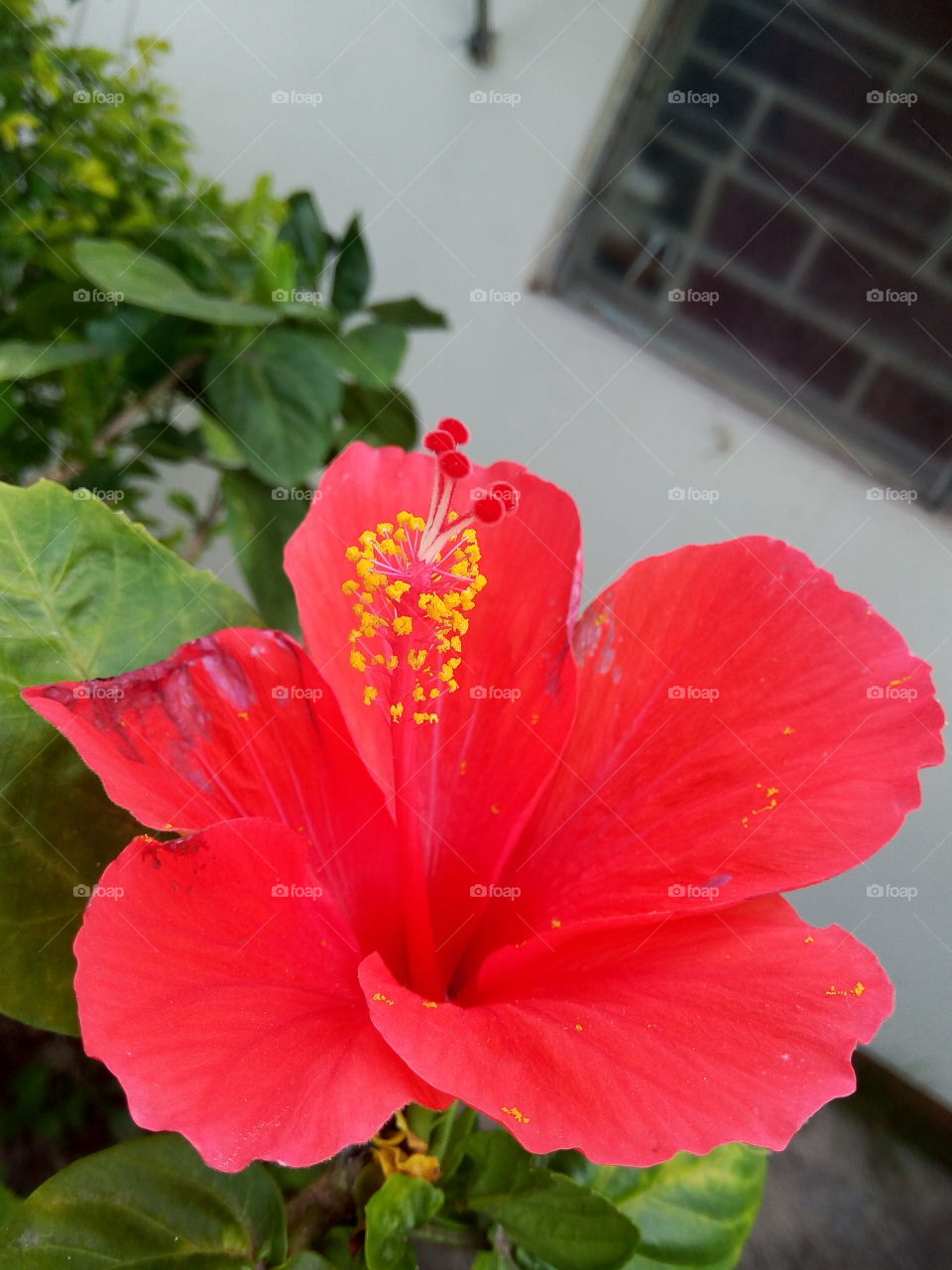 Jamaican red hisbiscus