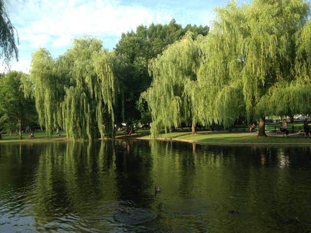 Boston Park