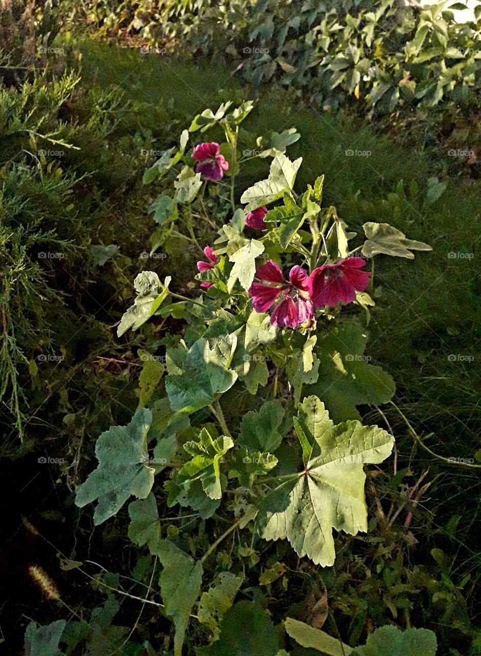 sunlit magenta lavatera flowers on early morning