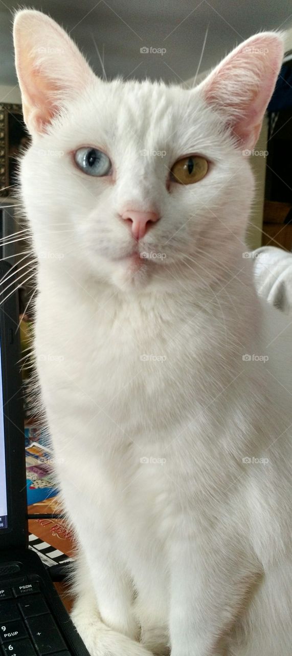 JessicaDickey, my cat