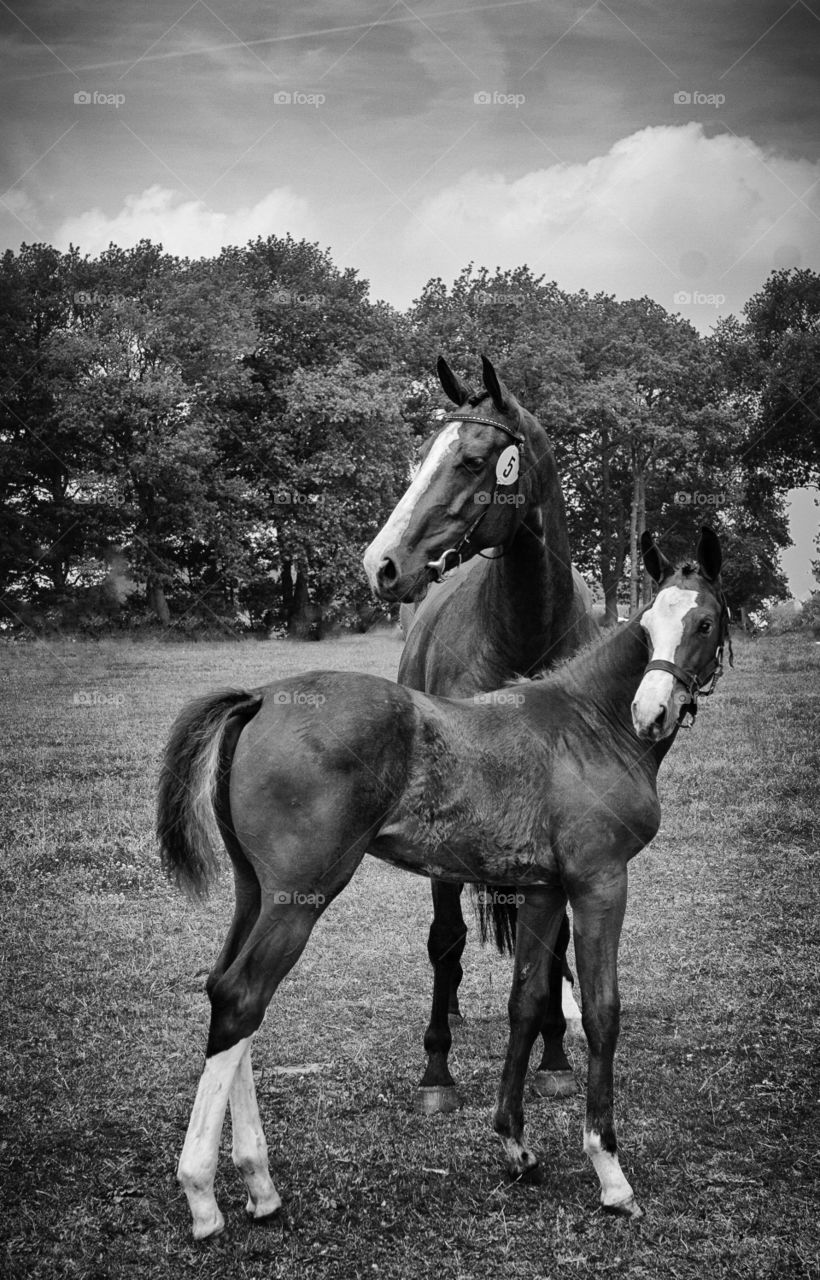 Cavalry, Mammal, Horse, Mare, One