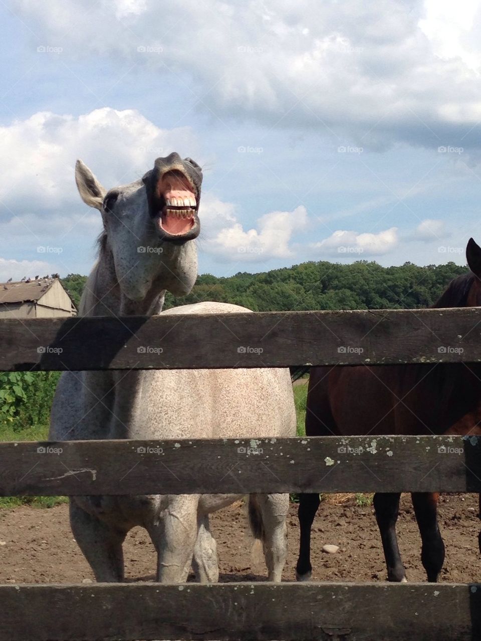 Show me those pearly whites