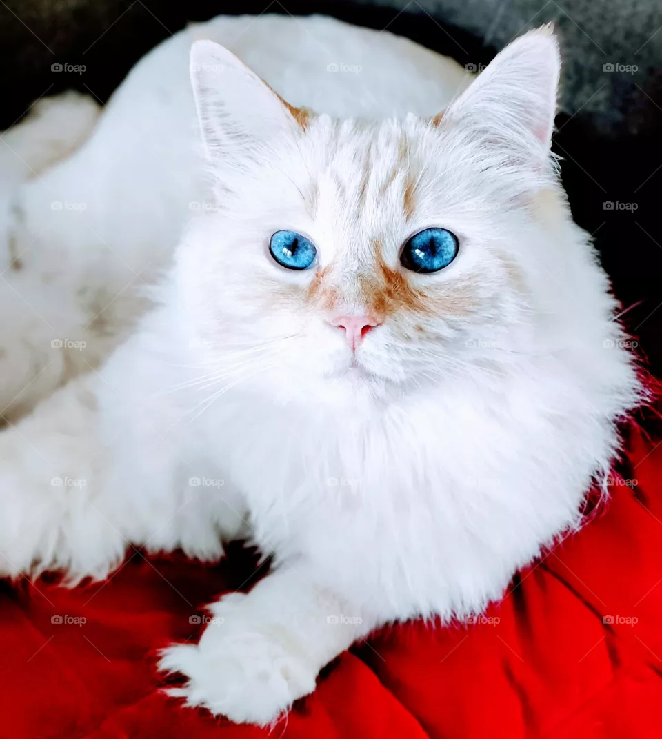 White cat with blue eyes lounging on a red blanket