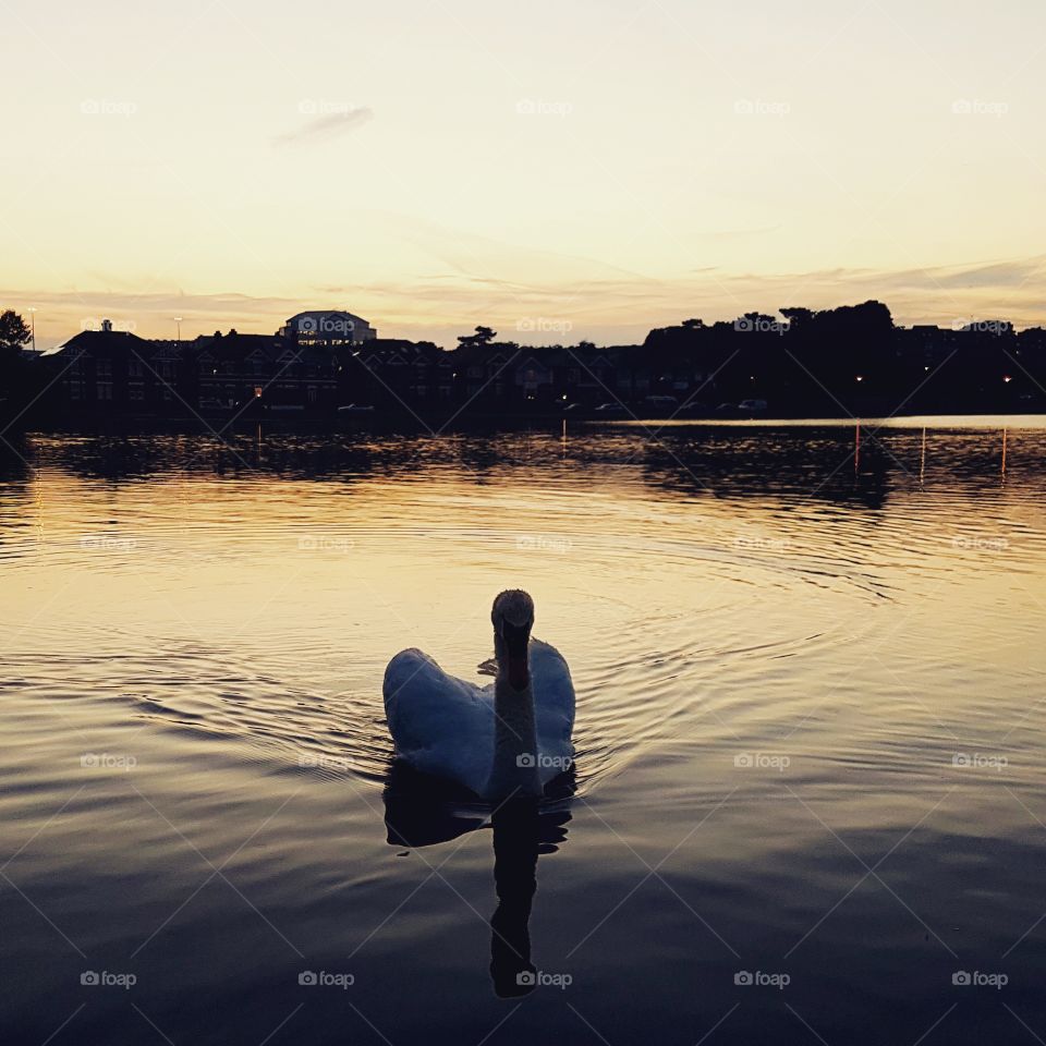 Good evening papa swan.