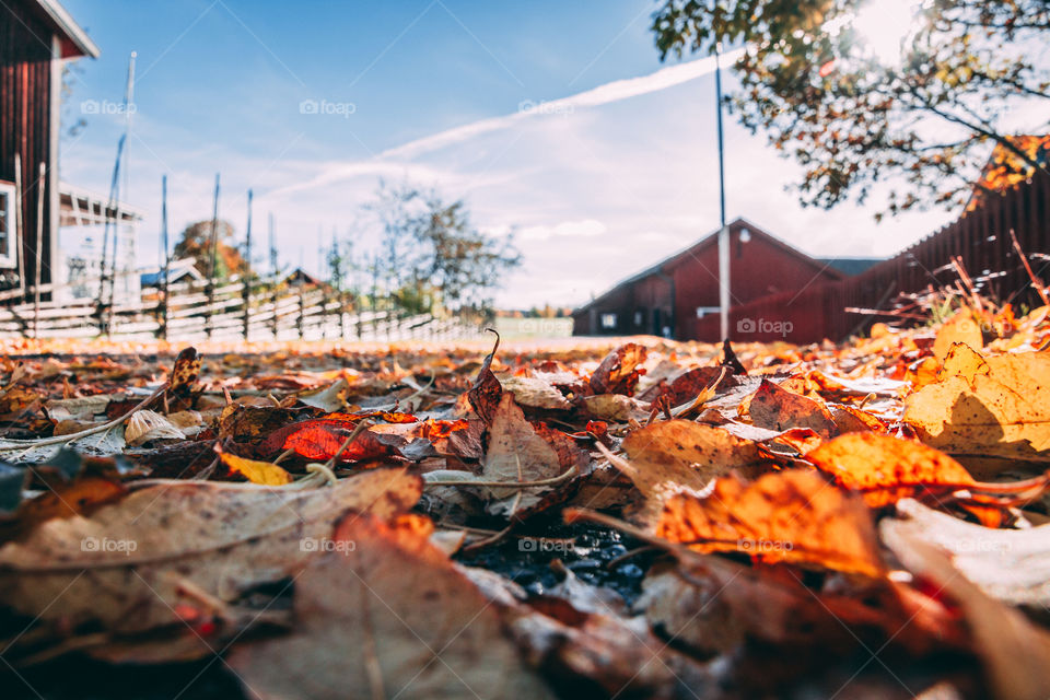 Leafs in Ål-kilen, Dalarna, Sweden