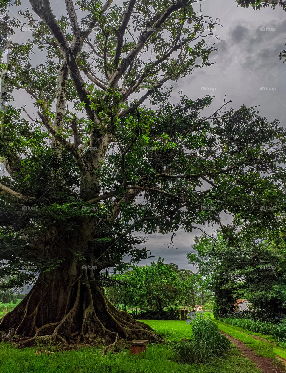 Big Old Tree