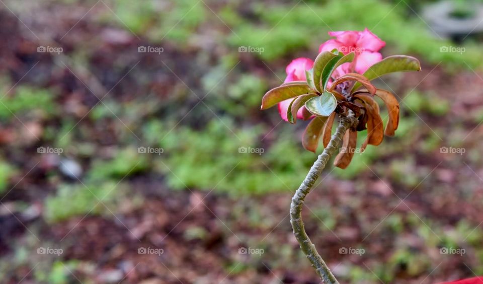 Some Pink Against a Blurred Background