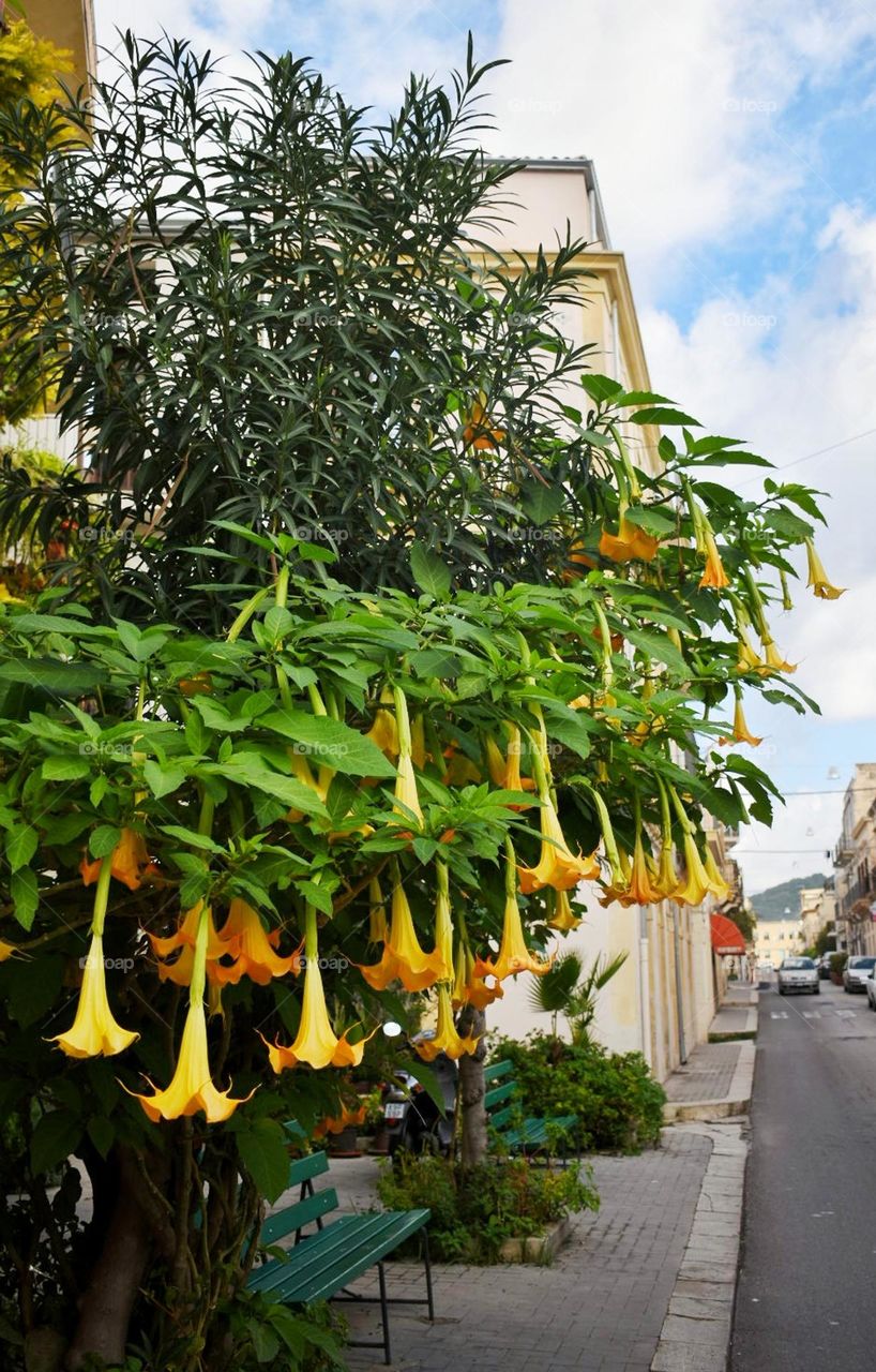 Hermosas flores amarillas creciendo en las calles de Sicilia.
