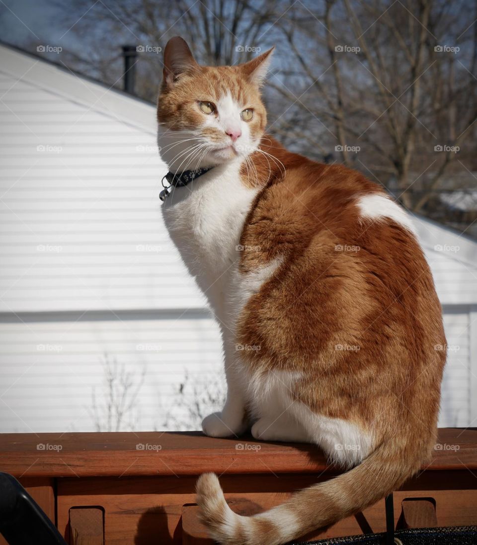 A watched cat never sits long enough to let you take a photo. You must be quick! 