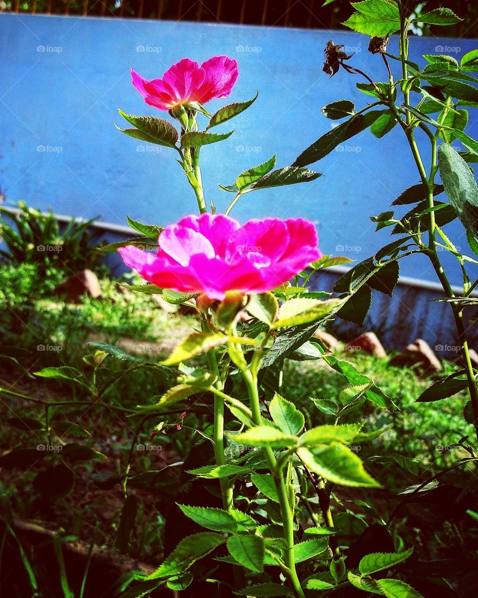 Rose in my tiny garden. it has less petals in summer than winter.