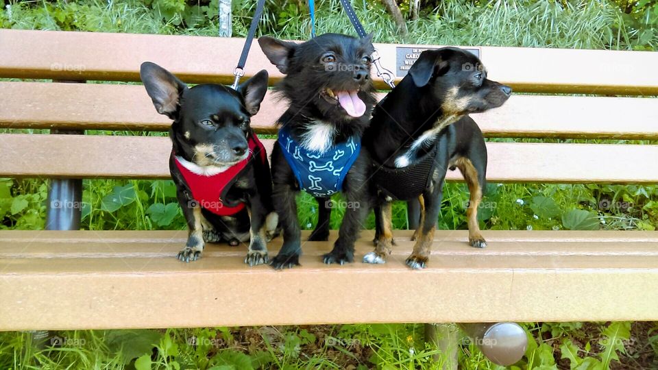 Cute doggy gang