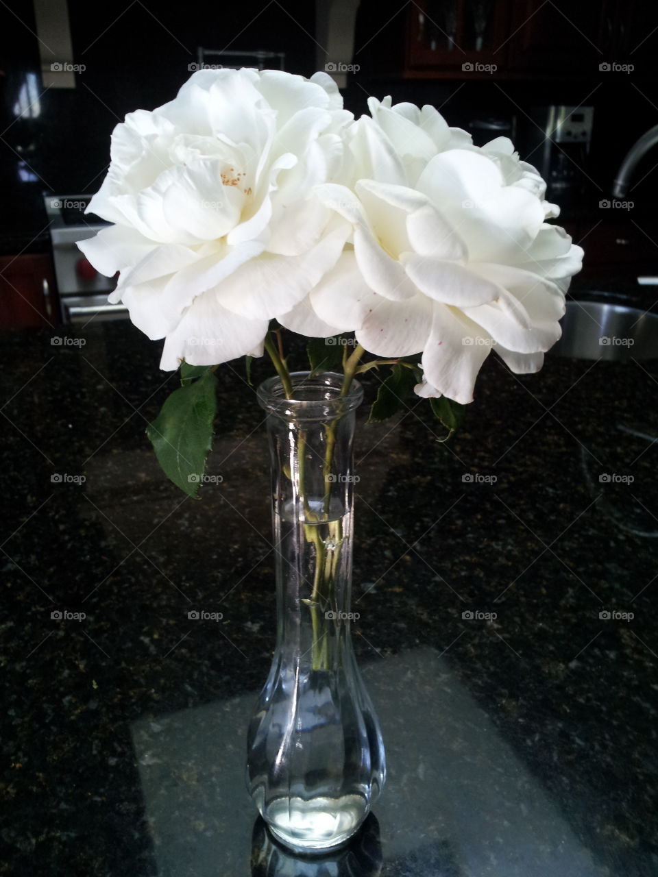 White rose. clipped roses from backyard