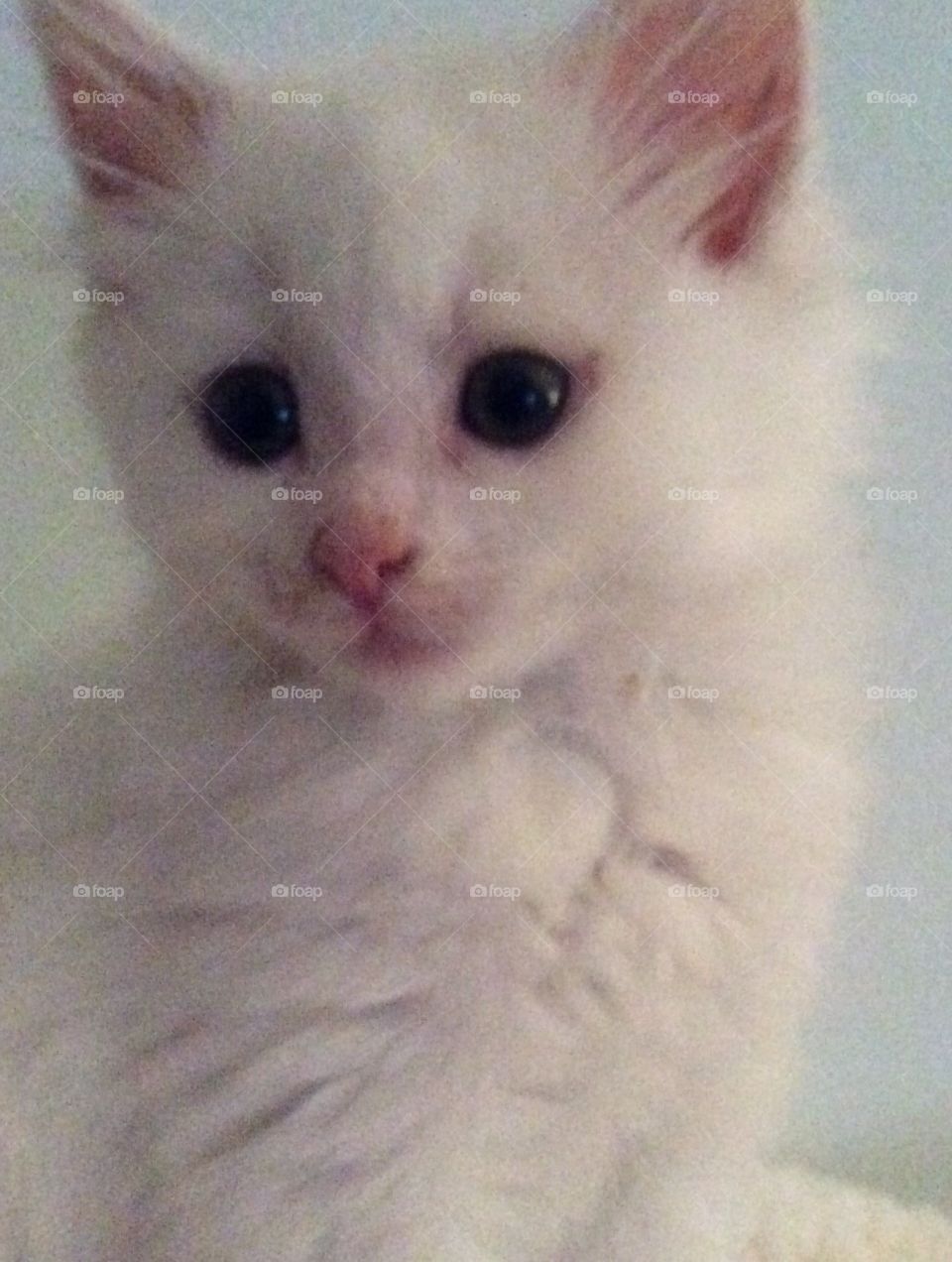 Baby kitten. Fluffy baby fur. Pink ears and nose. Adorable kitten posing for the camera. 