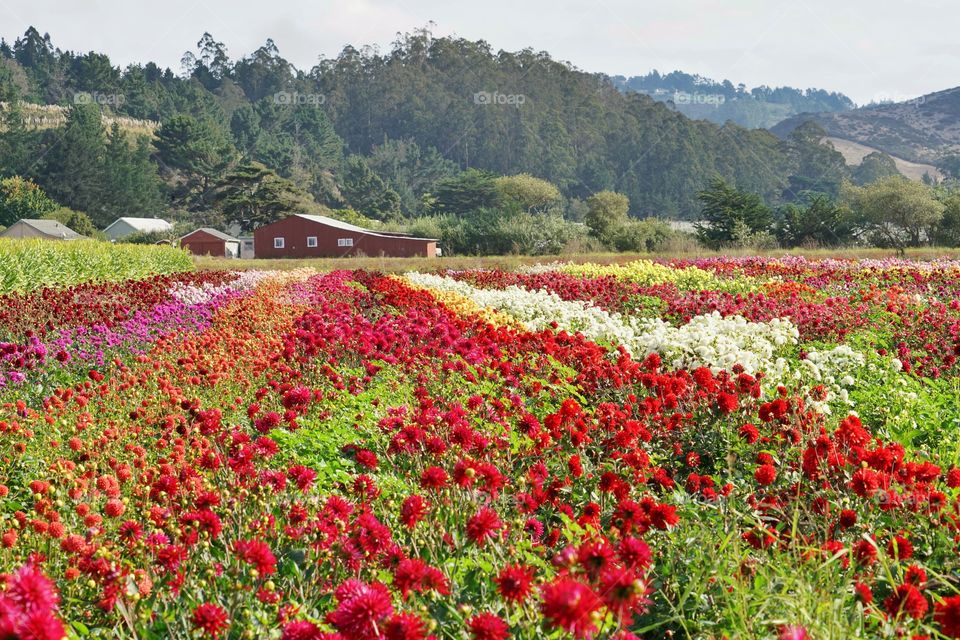 Northern California Flower Farm