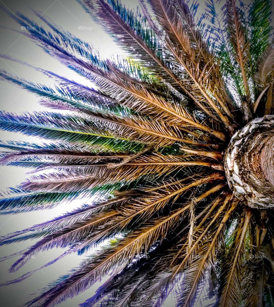 Looking Up at Palm Tree