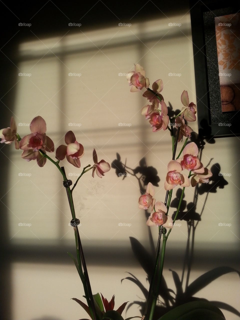 flowers. sunlight through the window