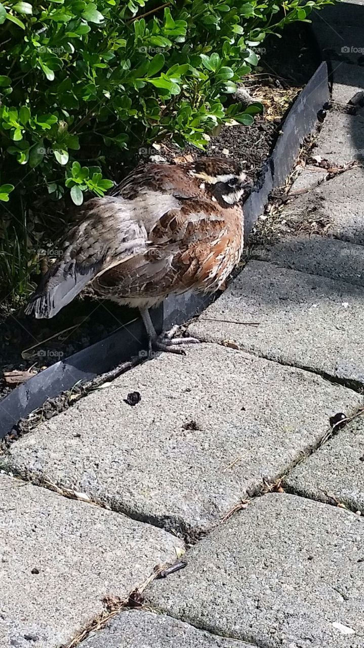 Partridge . Found this little guy in my yard. 