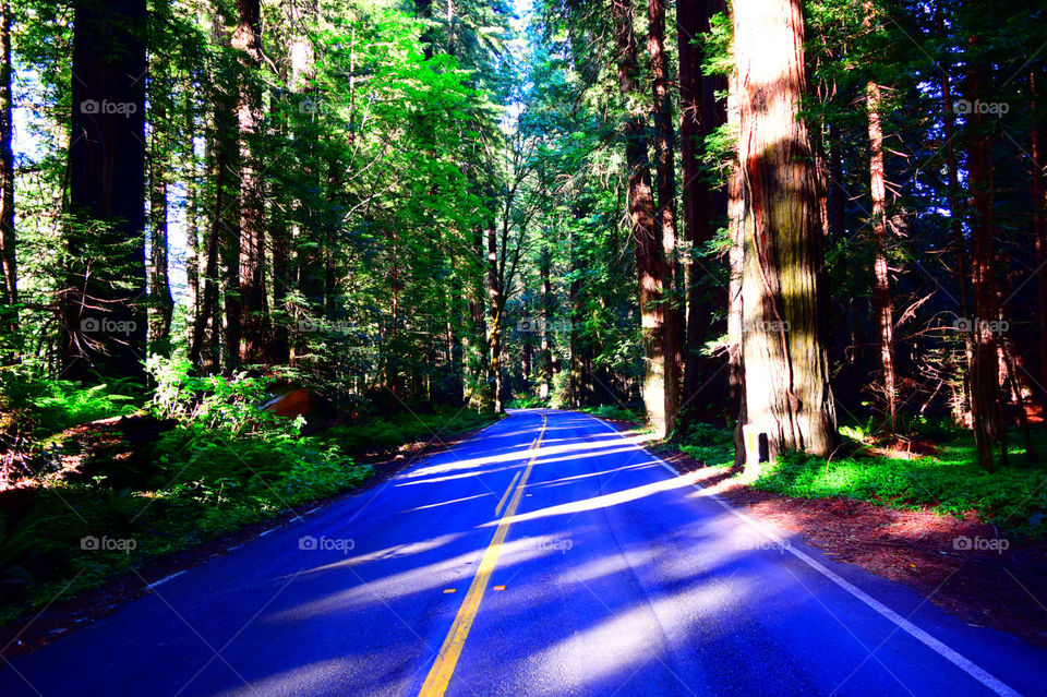 A road through the Redwoods