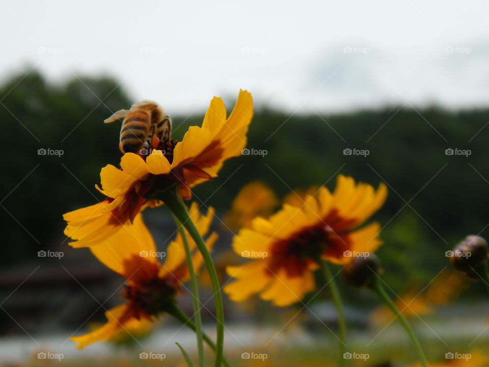 field of yellow wildflowers with close up of honey bee