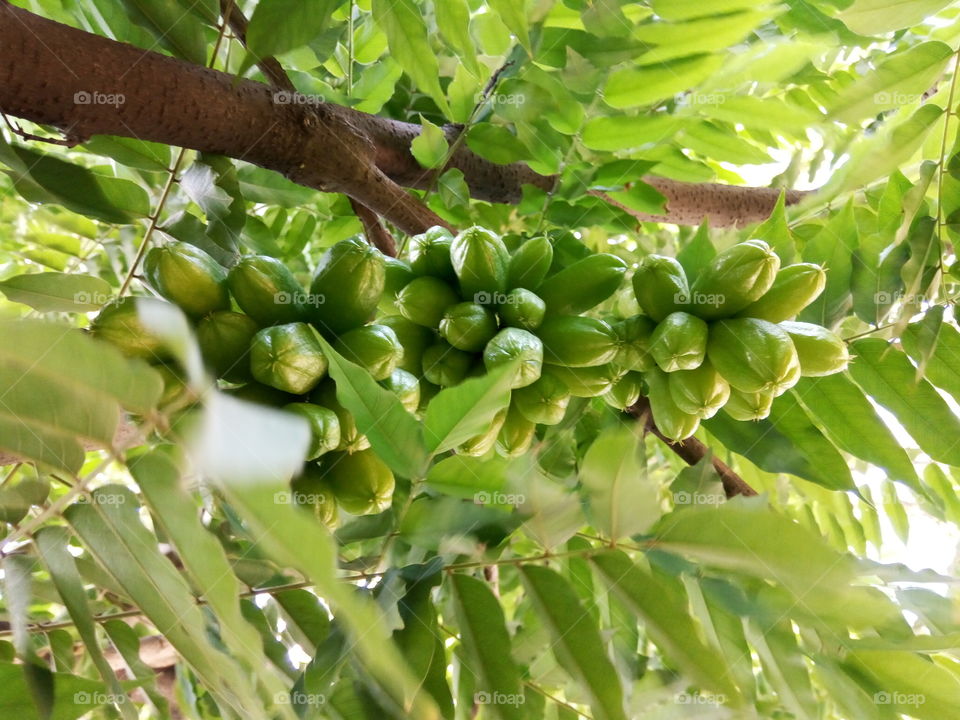 caramaga fruit