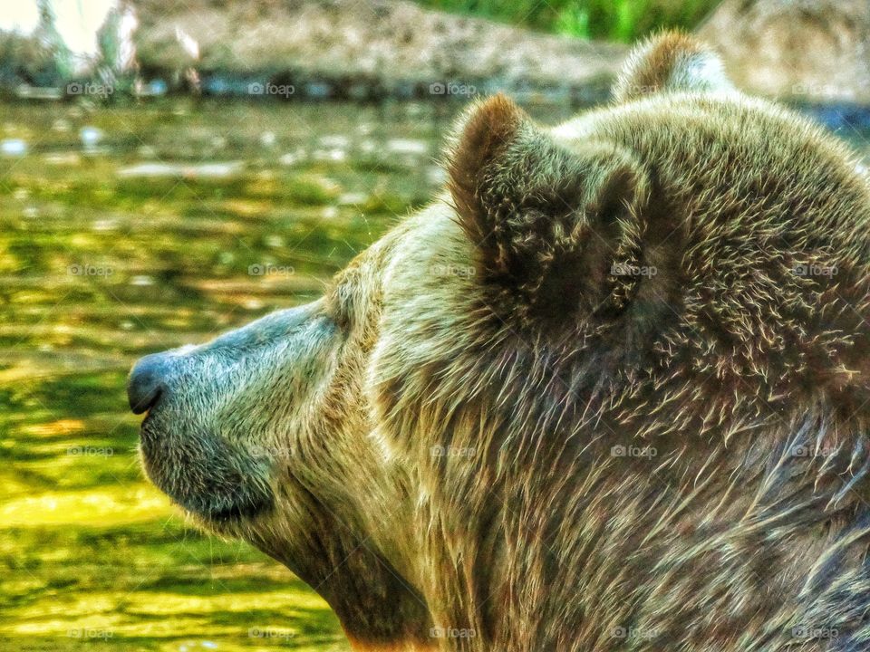 Bear During Golden Hour. Grizzly Bear During The Golden Hour
