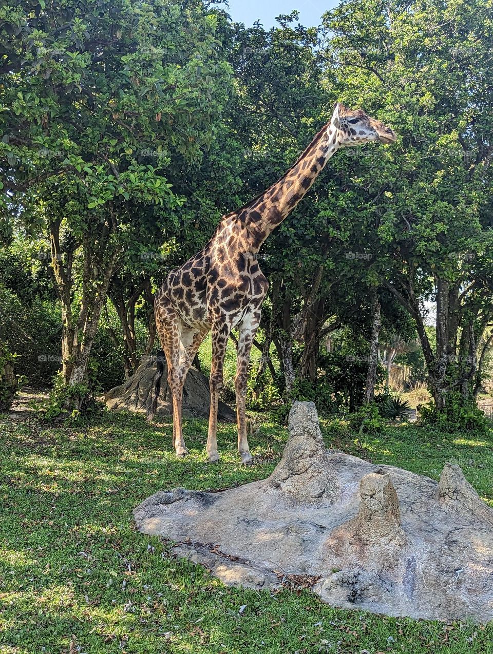 Giraffe at Disney's Animal Kingdom