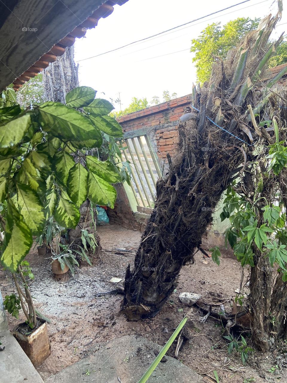 fallen palm tree