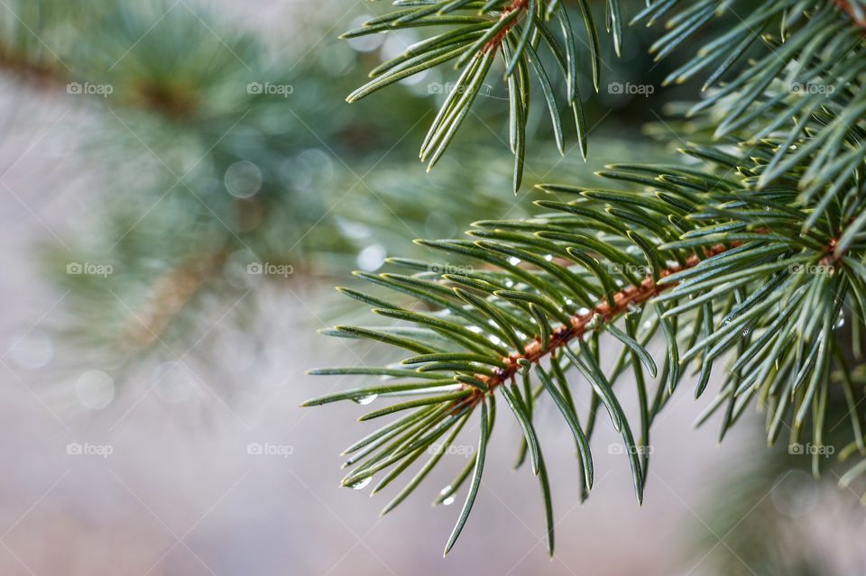 Close up of water drops on the needles of a pine branch. Selective focus 